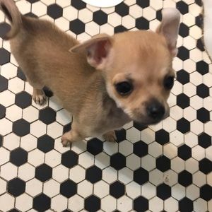 Meet your Posher, Amy